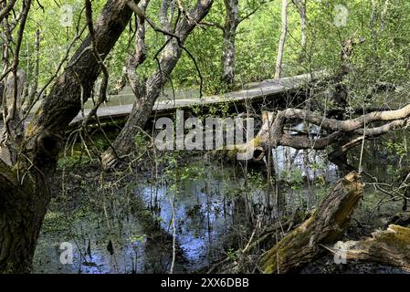 Promenade im Steinbruchwald bei Vogelkoje Meeram, Amrum, Nordfriesische Insel, Nordfriesland, Schleswig-Holstein, Deutschland, Europa Stockfoto