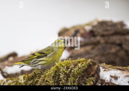 Erlenzeisig, Carduelis spinus, Eurasisches Sisskin Stockfoto