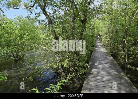 Promenade im Steinbruchwald bei Vogelkoje Meeram, Amrum, Nordfriesische Insel, Nordfriesland, Schleswig-Holstein, Deutschland, Europa Stockfoto