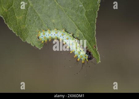 Saturnia pyri, riesige Pfauenmotte, raupe Stockfoto