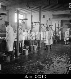 Im KZ Bergen-Belsen wurden 60 Tische für die Reinigung und Entlausung der kranken Überlebenden aufgestellt. Jeder war mit zwei Sanitätern und zwei Krankenschwestern (alle deutsch) besetzt. Das Foto stammt vom 1. Mai 1945, zwei Wochen nach der Befreiung des Lagers. Die Lage des Lagers im Westen Deutschlands bedeutete, dass Tausende von Menschen dorthin geschickt wurden, als der Osten fiel. 18000 Menschen starben allein im März 1945, 10000 starben in den zwei Wochen nach der Befreiung. Sie starben eher an Krankheiten und Vernachlässigung als an systematischen Misshandlungen, wie sie anderswo zu beobachten waren. Stockfoto