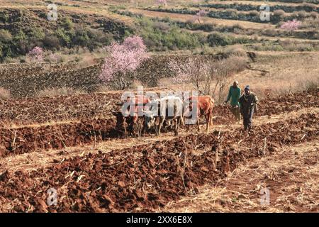 Zwei Männer pflügen ein Feld mit einem Joch Ochsen, Lesotho, Afrika Stockfoto