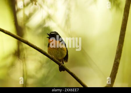 Ficedula hyperythra annalisa (Ficedula hyperythra annalisa) ist eine Vogelart des Fliegenfängers der Alten Welt. Dieses Foto wurde in Sulawesi aufgenommen. Stockfoto