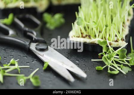 Teil der Fresh Cutted Cress (Nahaufnahme, selektiver Fokus) Stockfoto