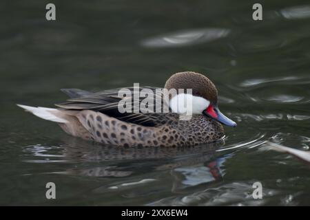 Bahamaente, Weibchen, Anas bahamensis, weißwangenschwanz, Weibchen Stockfoto