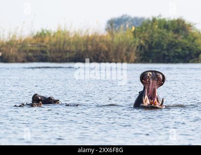 Nilpferd-Gähnen. Im Chobe-Nationalpark in Botswana, Afrika Stockfoto