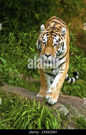 Sibirische Tiger, Amurtiger, die größten und stärksten Großkatzen der Welt, Lebensraum von Ostrussland, Nordkorea und China Stockfoto