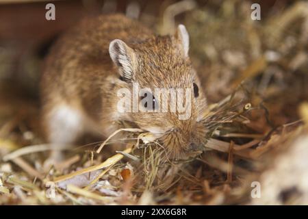 Mongolische Gerbil (Meriones) im Terrarium Stockfoto