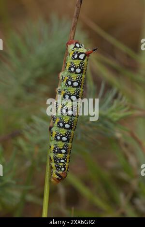 Hawk-Moth, raupe, Hyles euphorbiae, Hawk-Moth, raupe Stockfoto