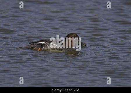 Goldenauge, weiblich, Bucephala clangula, Goldenauge, weiblich Stockfoto