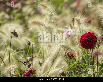 Rote Blume steht inmitten wilder Gräser im Sommergarten Bad Lippspringe, Deutschland, Europa Stockfoto