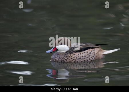 Bahamaente, Weibchen, Anas bahamensis, weißwangenschwanz, Weibchen Stockfoto