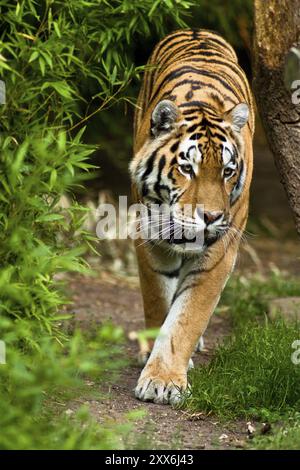 Sibirische Tiger, Amurtiger, die größten und stärksten Großkatzen der Welt, Lebensraum von Ostrussland, Nordkorea und China Stockfoto