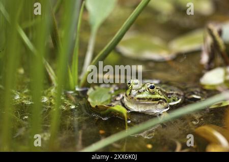 Grüner Frosch (Pelophylax kl. Esculentus) im Teich Stockfoto