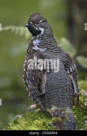 Hazelhühner, männlich, Tetrastes bonasia, Syn. Bonasa bonasia, Haselhühner, männlich Stockfoto