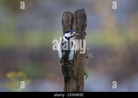 Großspecht, Weibchen, Dendrocopos Major, Syn Picoides Major, Großspecht, weiblich Stockfoto