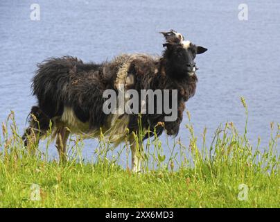 Schafe auf der Färöer-Insel Streymoy Stockfoto