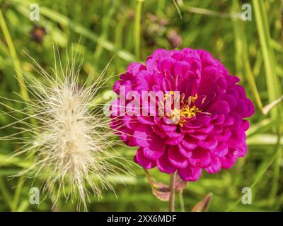 Nahaufnahme einer rosa Blume neben einem Büschel weißen Grases auf dem Land, Bad Lippspringe, Deutschland, Europa Stockfoto