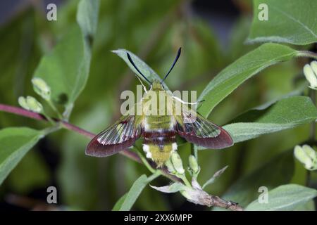 Hummel-Falkenmotte, Hemaris fuciformis, breitumrandete Bienenfalkenmotte Stockfoto