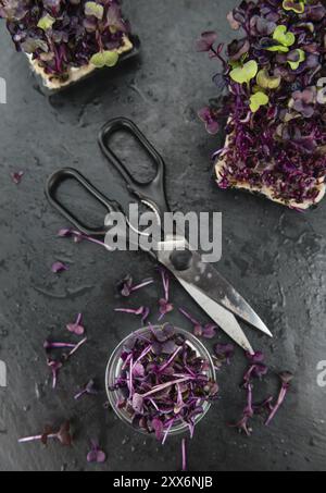 Portion frischer Cress auf einer rustikalen Schieferplatte (selektiver Fokus, Nahaufnahme) Stockfoto