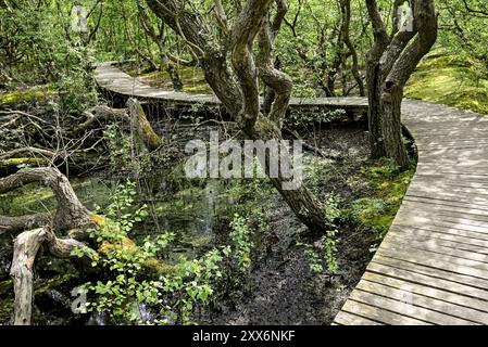 Promenade im Steinbruchwald bei Vogelkoje Meeram, Amrum, Nordfriesische Insel, Nordfriesland, Schleswig-Holstein, Deutschland, Europa Stockfoto