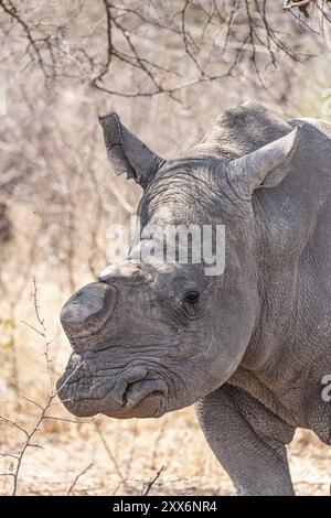 Verhorntes Nashornporträt im Hwange Nationalpark, Simbabwe während der Wintersaison Stockfoto