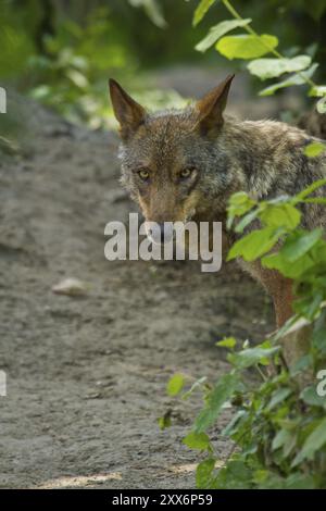 Iberischer Wolf (Canis Lupus Signatus) Stockfoto