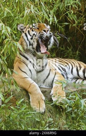 Sibirischer Tiger (Anthera tigris altaica) Stockfoto