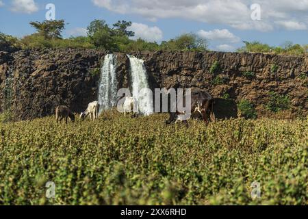 Afrikanische Blaue Nil-Fälle, Tis Issat mit niedrigem Wasser Stockfoto