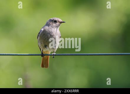 Gemeinsamer Rotstart (Phoenicurus phoenicurus), gemeinsamer Rotstart Stockfoto