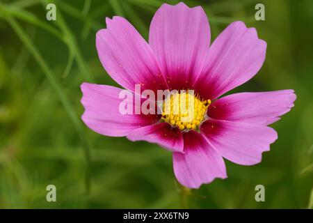 Schmuckkorb Stockfoto