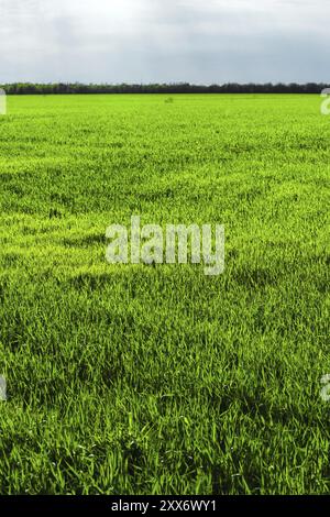 Bild einer Landschaft von einem grünen Gras oder Weizenfeld. Das Konzept der Gelassenheit von Ökologie und Frühling Stockfoto