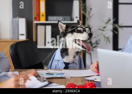 Lustiger Husky-Hund mit Brille am Tisch im Büro Stockfoto