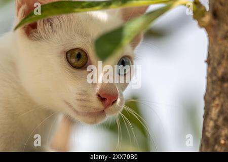 Khao Manee Katze [ Diamant Auge ] Stockfoto