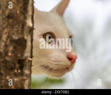 Khao Manee Katze [ Diamant Auge ] Stockfoto