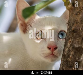 Khao Manee Katze [ Diamant Auge ] Stockfoto