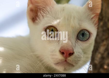 Khao Manee Katze [ Diamant Auge ] Stockfoto