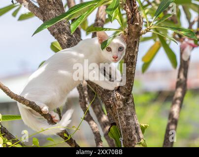 Khao Manee Katze [ Diamant Auge ] Stockfoto