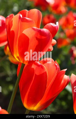Nahaufnahme der roten Tulpen mit gelbem Zentrum (Tulipa) Stockfoto