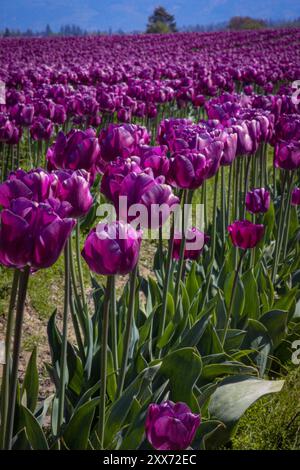 Purple Tulip Field im Hintergrund (Rows of Tulip) beim Skagit Valley Tulip Festival in Mount Vernon, Washington Stockfoto