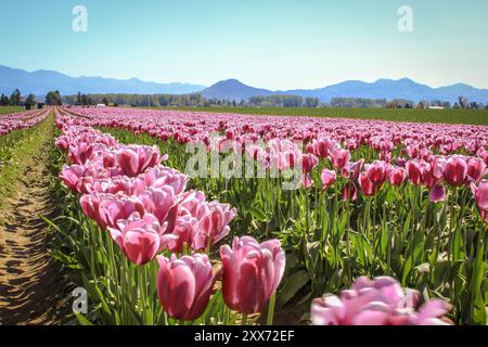 Pink Tulip Field mit Bergen im Hintergrund (Reihen der Tulpen) beim Skagit Valley Tulip Festival in Mount Vernon, Washington Stockfoto