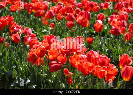 Rote Tulpen beim Skagit Valley Tulip Festival in Mount Vernon, Washington Stockfoto