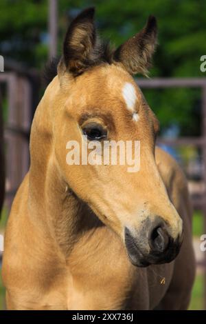 Buckskin Quarter Horse Fohlen mit weißem Stern (cremefarbener Körper mit schwarzen Punkten) Stockfoto