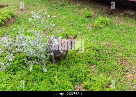 Blick von oben auf ein rothals Wallaby-Känguru im Vogelparadies. Singapur. Stockfoto