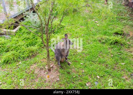 Blick von oben auf ein rothals Wallaby-Känguru im Vogelparadies. Singapur. Stockfoto