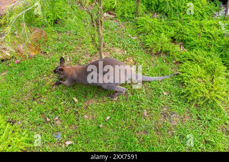 Blick von oben auf ein rothals Wallaby-Känguru im Vogelparadies. Singapur. Stockfoto