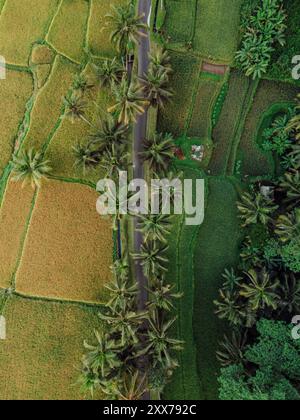 Blick von der Drohne auf grüne Reisterrassen mit Straße unter Palmen. Auf der Insel Bali. Stockfoto