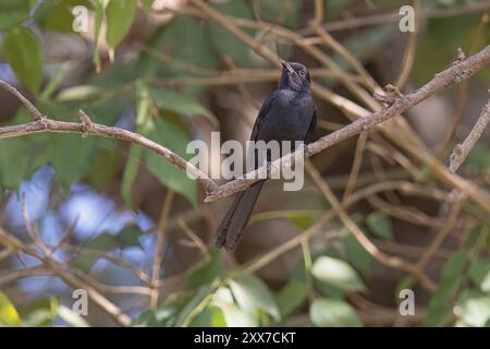 Northern Black-Flycatcher, Wassadou, Senegal, März 2024 Stockfoto