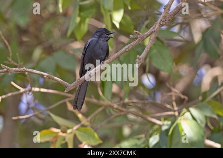 Northern Black-Flycatcher, Wassadou, Senegal, März 2024 Stockfoto