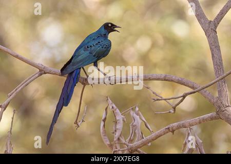 Langschwanz-Hochglanzstarling, Wassadou, Senegal, März 2024 Stockfoto